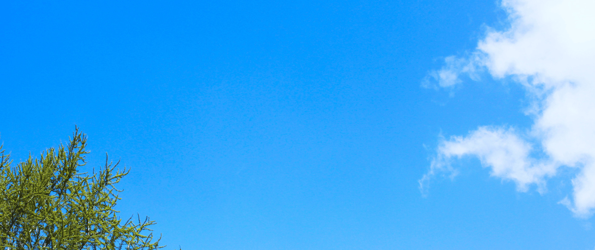 木と雲の青空